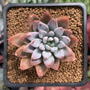 Echeveria 'Sugar Jelly' 1"-2" Succulent Plant
