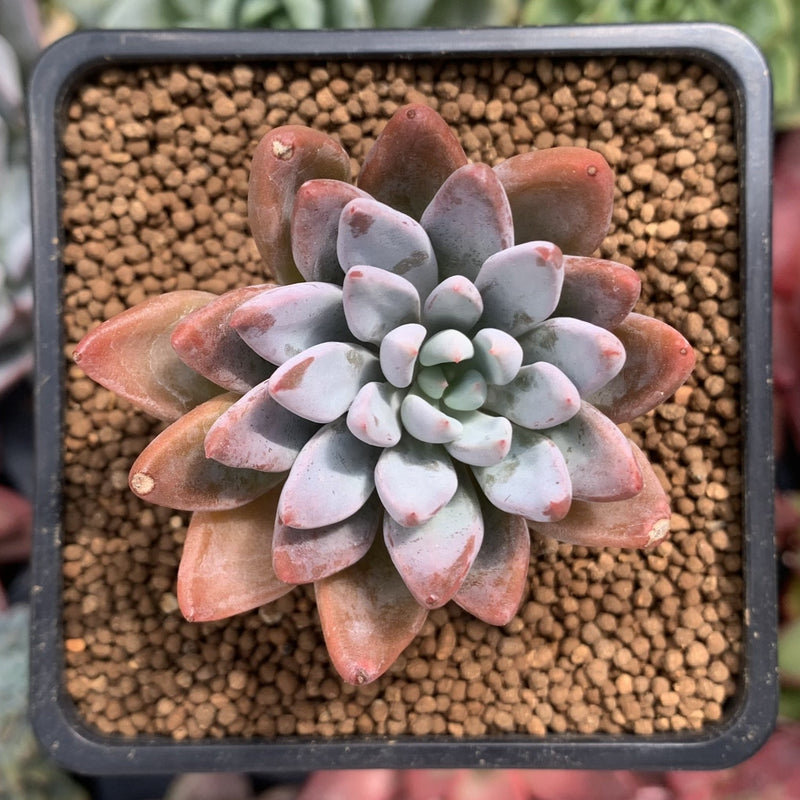 succulent sugar Echeveria 'Sugar Jelly' 1"-2" Succulent Plant
