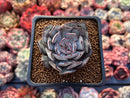 Echeveria 'Strictiflora' 2" Succulent Plant