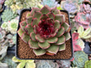 Echeveria Agavoides 'Eclipse' 3" Succulent Plant