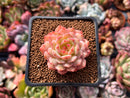 Echeveria 'Kircheriana' 2" Succulent Plant