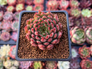 Echeveria Agavoides 'Rainstar' 2" Succulent Plant