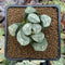Haworthia Maughanii 'Youngman' 2" Succulent Plant