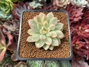Echeveria 'Mebina' Variegated 2" Succulent Plant