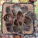 Echeveria 'Black Rose' Variegated 3"-4" Succulent Plant
