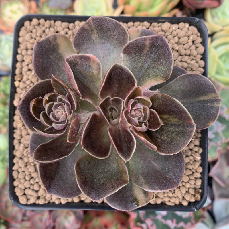 black rosette succulent Echeveria 'Black Rose' Variegated 3