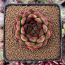 Echeveria Agavoides sp. 2" Succulent Plant