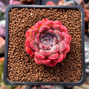 Echeveria 'Cortes' 1" Succulent Plant