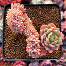 Echeveria 'Deren-Oliver' Crested 2"-3" Succulent Plant