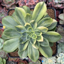 Echeveria 'Bob Jolly' Variegated 3" Succulent Plant
