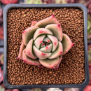 Echeveria Agavoides 'Jade Star' 1" Succulent Plant