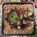 Echeveria Agavoides 'Lipstick' 2" Cluster Succulent Plant