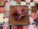 Echeveria Agavoides 'Nike' 2" Cluster Succulent Plant