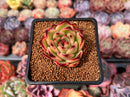 Echeveria Agavoides sp. 1" Succulent Plant