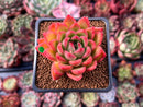 Echeveria Agavoides 'Happy' 2" Succulent Plant