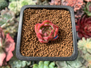 Echeveria 'Pink Crystal' 1/2" Very Small Seedling Succulent Plant