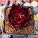 Echeveria Agavoides 'Luming' 2" Succulent Plant