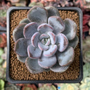 Echeveria 'Hayul' 2" New Hybrid Succulent Plant