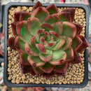 Echeveria Agavoides sp. 2"-3” Succulent Plant