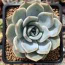 Echeveria 'Lehman' 2" Powdery Succulent Plant