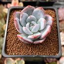 Echeveria 'Trumso' 1" Powdery Succulent Plant