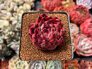 Echeveria Agavoides 'Fire Pillar' 2" Succulent Plant
