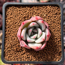 Echeveria 'White Champaign' 1" Succulent Plant