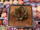 Echeveria 'Coco Jelly' 1" Succulent Plant