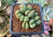 Conophytum 'Uviforme' 1" Succulent Plant