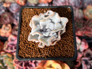 Echeveria 'Crispate Beauty' 1" Powdery Succulent Plant