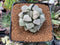 Haworthia Pygmaea 'Snow Ball' 2"-3" Succulent Plant
