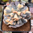 Echeveria 'Cubic Frost' Variegated 2"-3" Succulent Plant