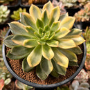 Echeveria Agavoides 'Ramses' Variegated 4"-5" Succulent Plant