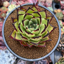 Echeveria Agavoides sp. 3" Succulent Plant