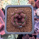 Echeveria 'Black Tiger' 1" Succulent Plant