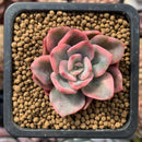 Echeveria 'Pink Harin' Variegated 2" Succulent Plant