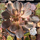 Echeveria 'Black Rose' Variegated 4"-5" Large Succulent Plant