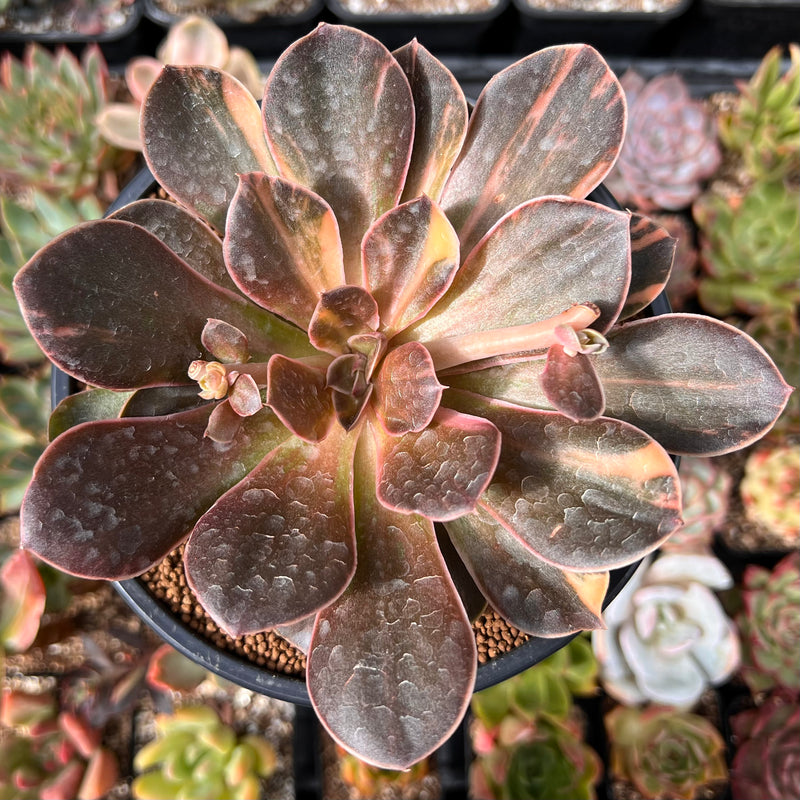 mahogany succulent Echeveria 'Black Rose' Variegated 4