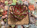 Echeveria Agavoides 'Casio' 4" Succulent Plant
