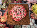Echeveria Agavoides 'Amor' 2"-3" Succulent Plant