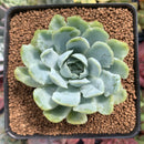 Echeveria 'Lemon Berry' Mutated/Variegated 2" Succulent Plant