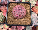 Echeveria 'Hongil' 2" Succulent Plant