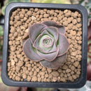 Greenovia 'El Hiero' 1" Succulent Plant