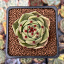 Echeveria Agavoides 'Blue Dragon' 2" Succulent Plant