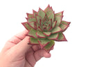 Echeveria Agavoides ‘Ebony’ 3" Succulent Plant