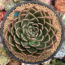 Echeveria Agavoides 'Rudolph' 5" Succulent Plant