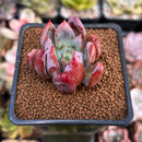 Echeveria 'McZarpo' 1" New Hybrid Succulent Plant