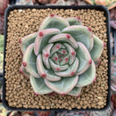 Echeveria Agavoides 'Shallot' 2"-3" Succulent Plant