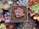 Echeveria 'Coloseum' 1" Small Succulent Plant