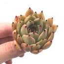 Echeveria Agavoides ‘Agora’ 1”-2” Rare Succulent Plant